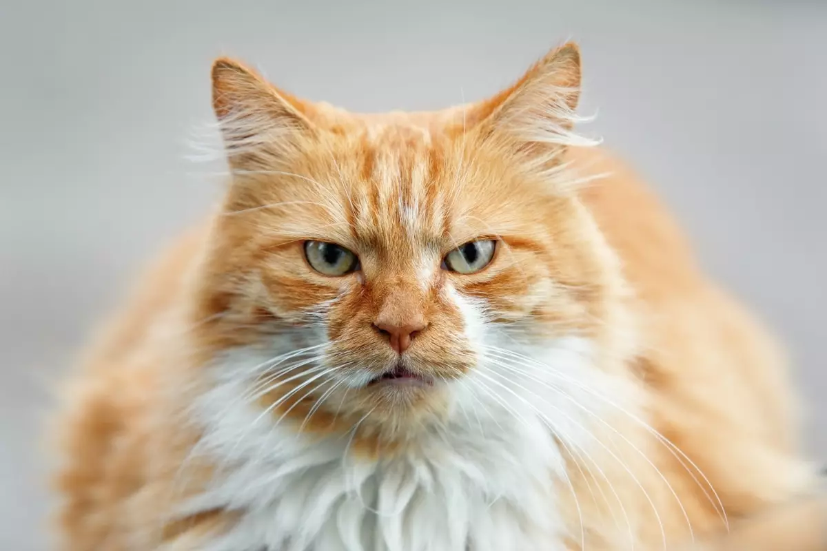 Unleashing the Enigma: Deciphering Your Cat’s Quirky Behavior