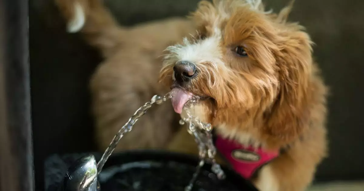 Essential Hydration Strategies for Your Beloved Dog