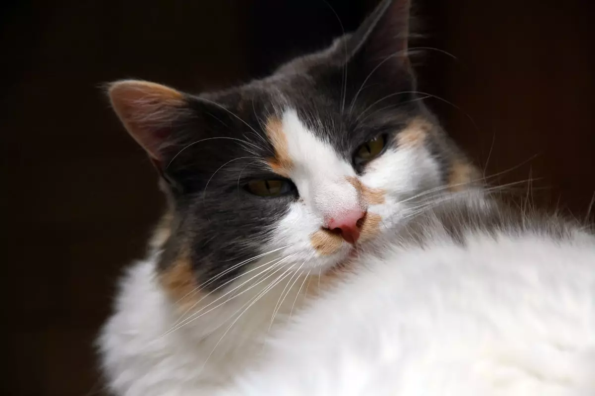 The Irresistible Majesty of Cats: A Feline Royalty That Rules Our Hearts