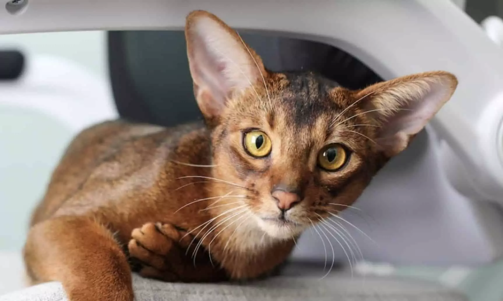 Embrace Your Feline Sovereign: The Allure of Majestic Cat Breeds