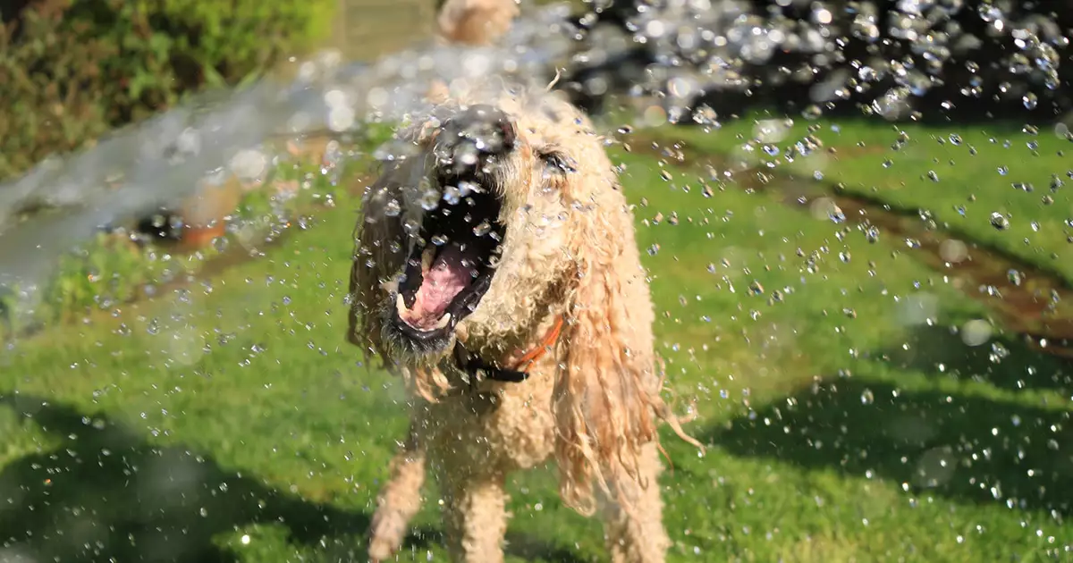 Summer Wonderland: Safeguarding Your Furry Best Friend