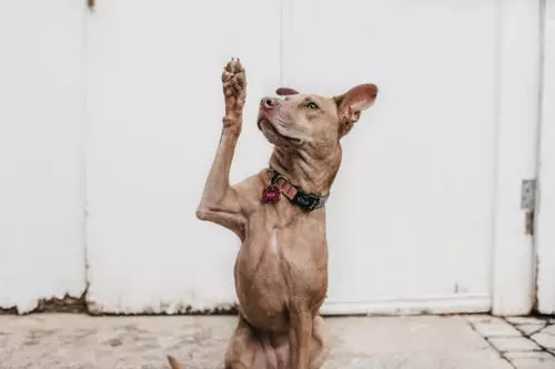 Paw Pad Hyperkeratosis: Understanding and Managing Your Dog’s Skin Condition