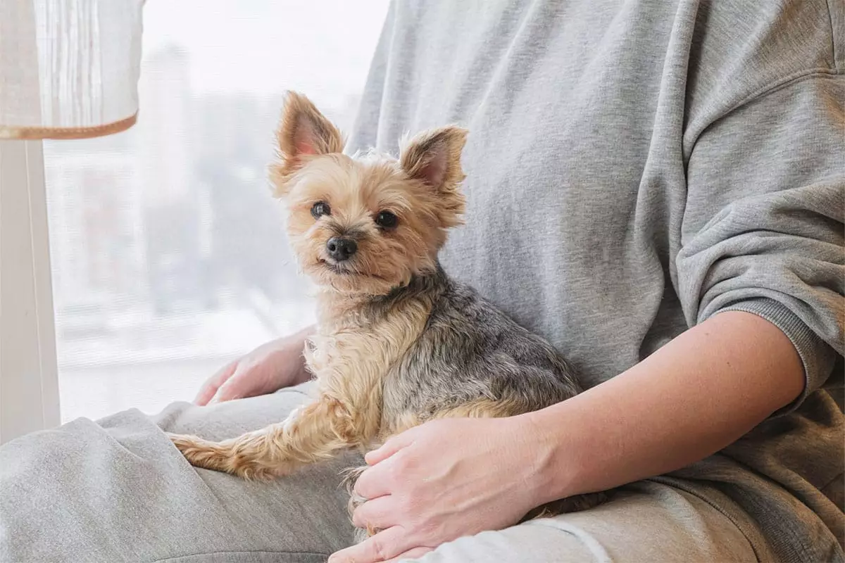 Unmatched Warmth: The Top Cuddle-Ready Dog Breeds That Melt Hearts