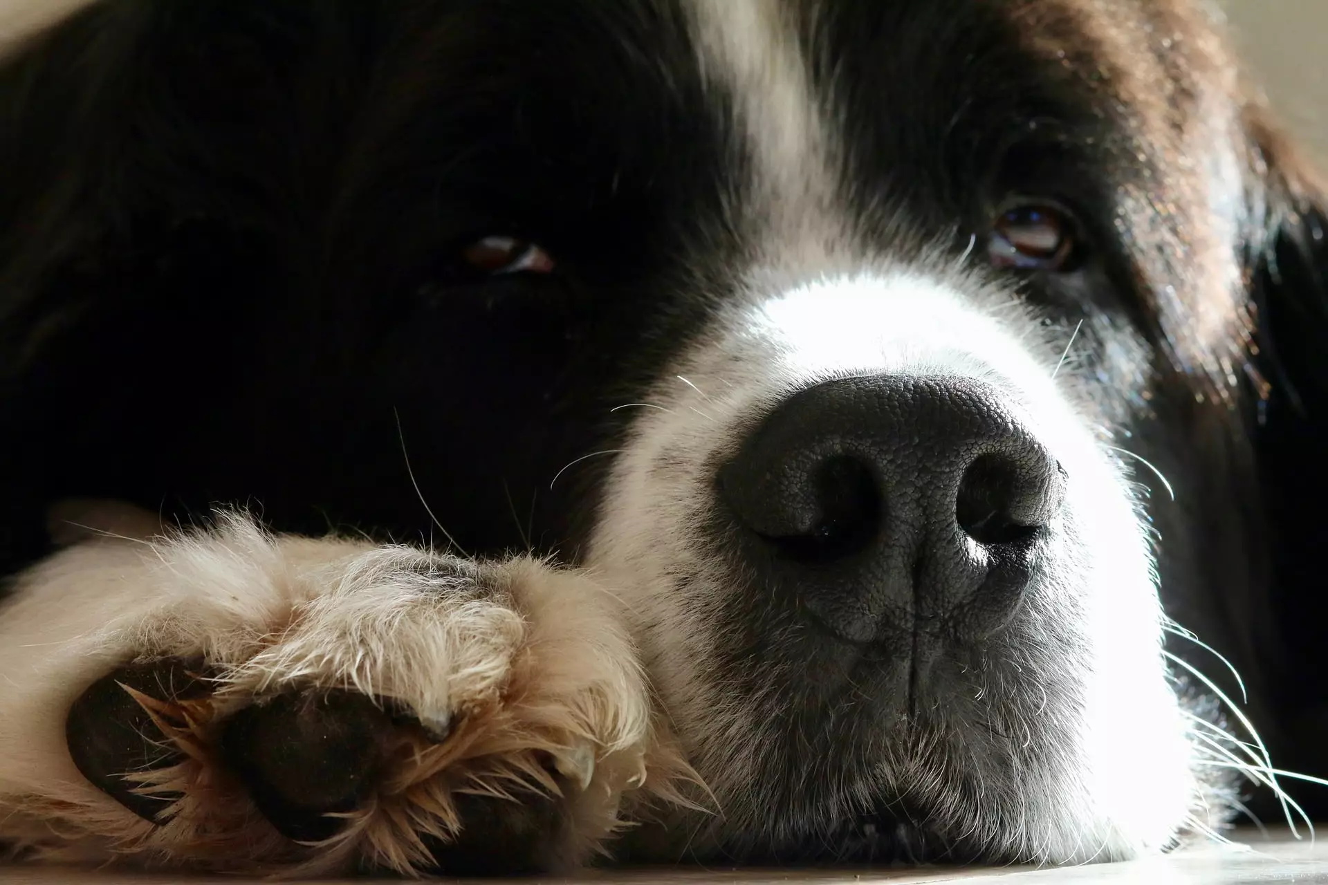 Essential Guide to Safely Trimming Your Dog’s Nails