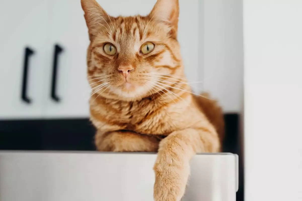 Feline Opinionators: Why Cats Are the True Bosses of Our Homes