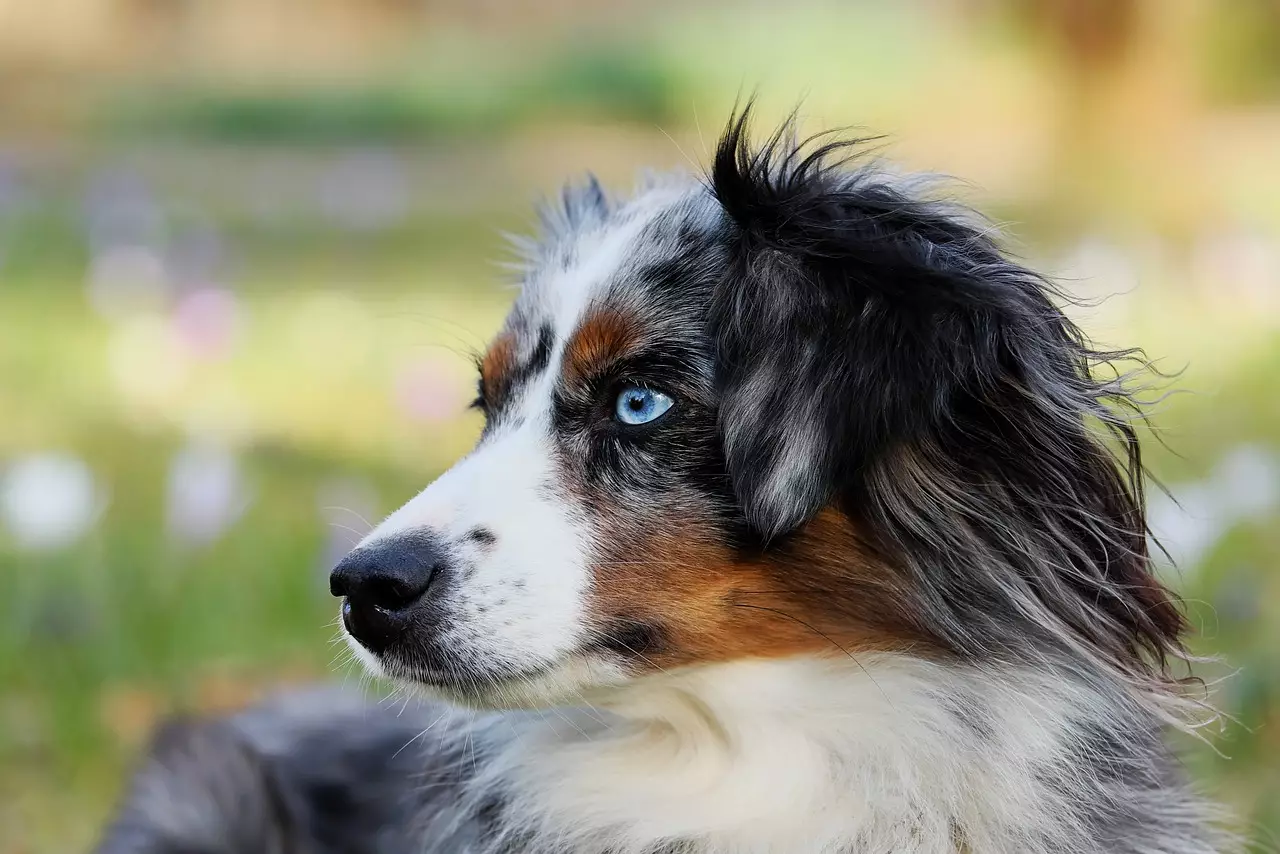 Choosing Between Science Diet and Nutro: A Deep Dive into Premium Dog Food
