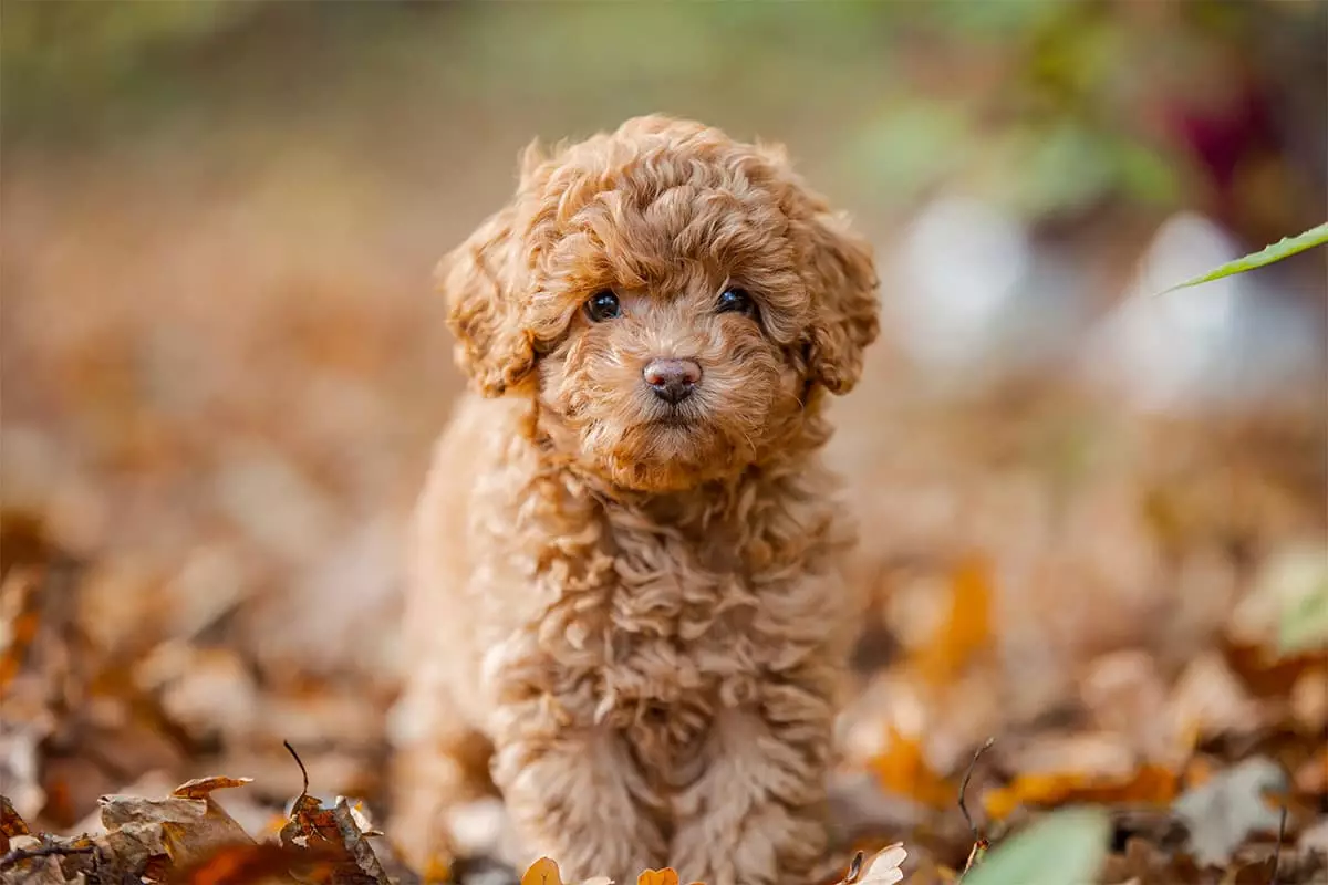 Pawsitively Irresistible: The Fluffiest Dog Breeds That Will Steal Your Heart