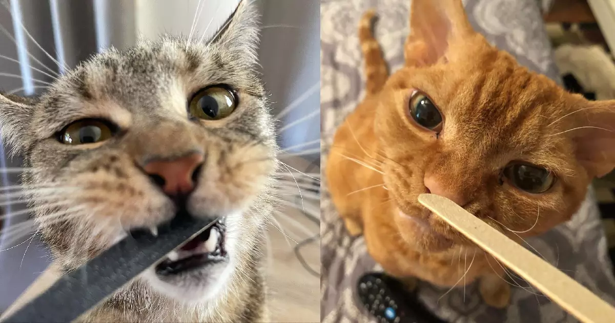 The Pawsitive Pull: Why Cats Adore Nail Files