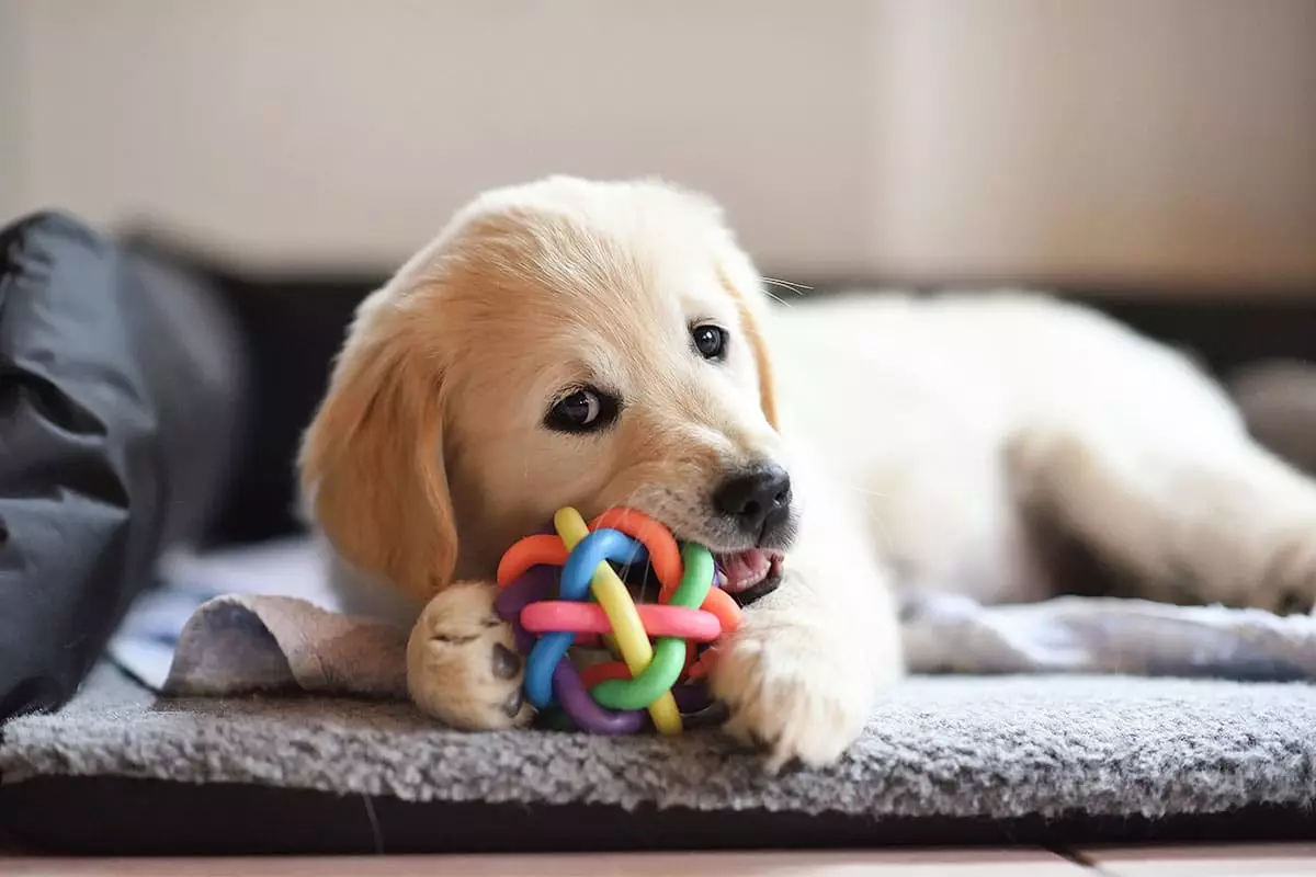 The Joyful Secrets Behind Your Dog’s Toy-Hiding Habits