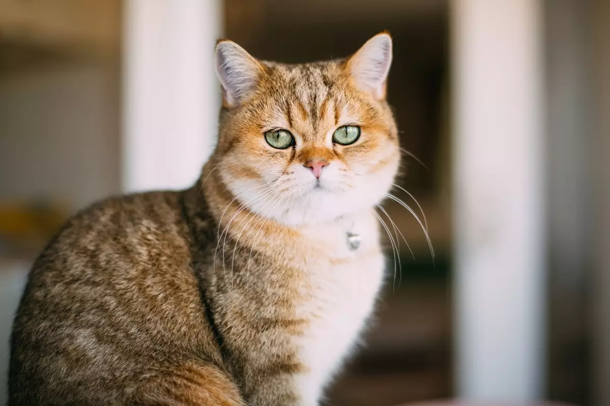 The Delightfully Shady World of Cats: A Love Letter to Feline Attitude