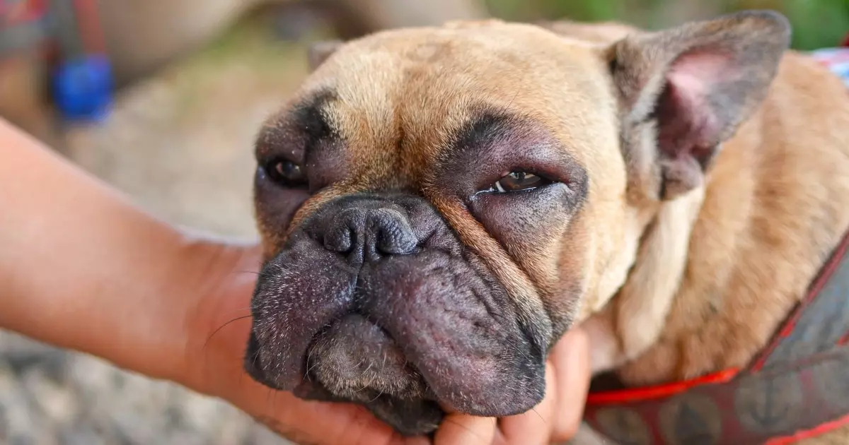 Clear Vision: Understanding and Addressing Your Dog’s Eye Irritations