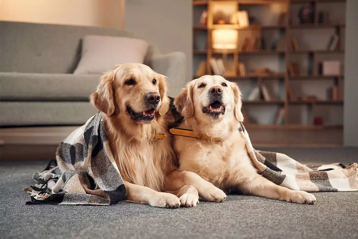 Cuddle Companions: The Ultimate Dog Breeds for Winter Warmth