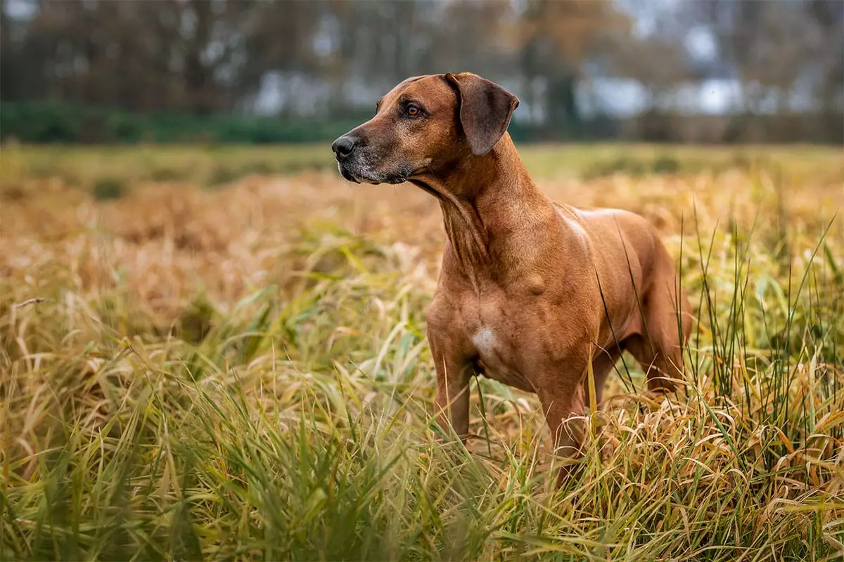 The Dazzling Charisma of Bold Dog Breeds