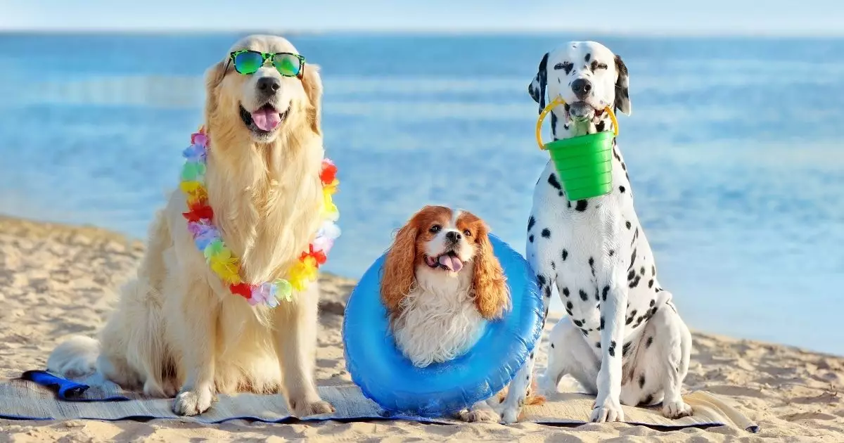 Preventing Heatstroke: 10 Essential Tips for Keeping Your Dog Cool This Summer