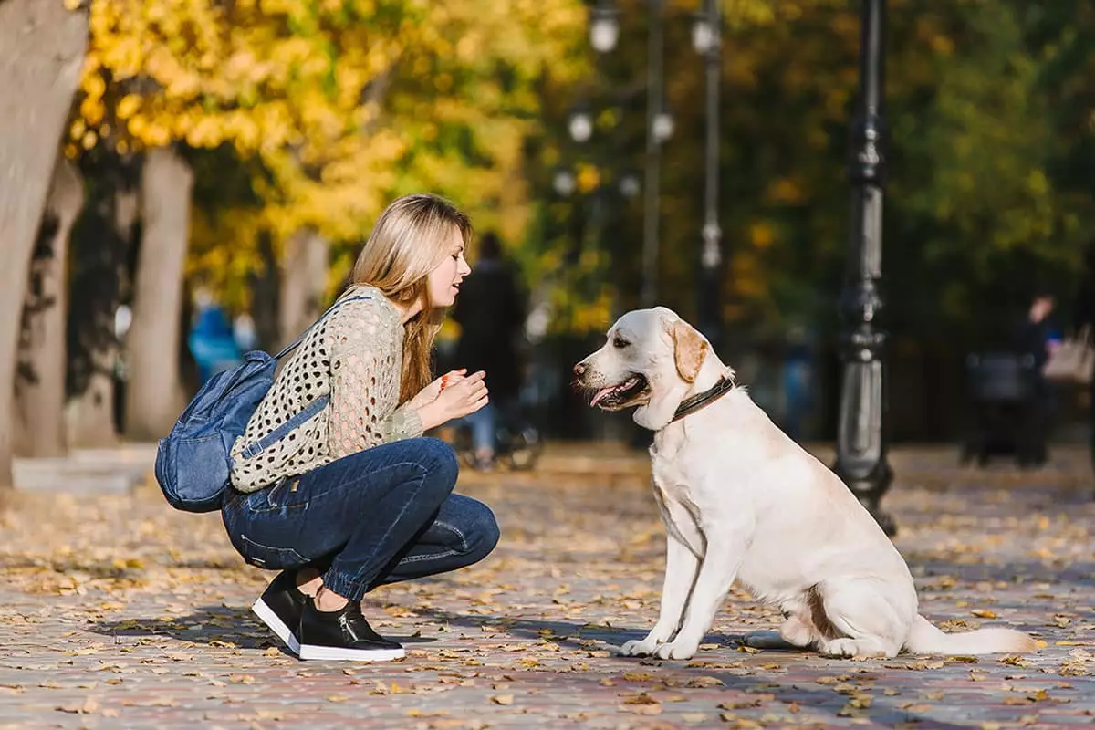Unbreakable Bonds: The Joy of Living with Clingy Dogs