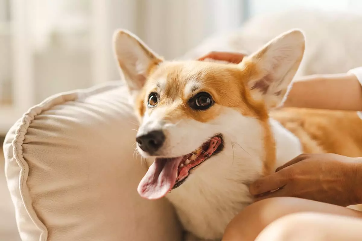 The Unstoppable Joy of Dog Smiles: Happiness on Four Legs