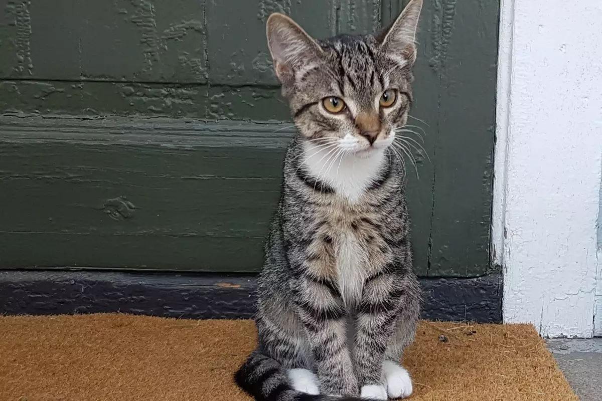 Unleashing the Feline Force: Understanding Your Cat’s Door Diplomacy