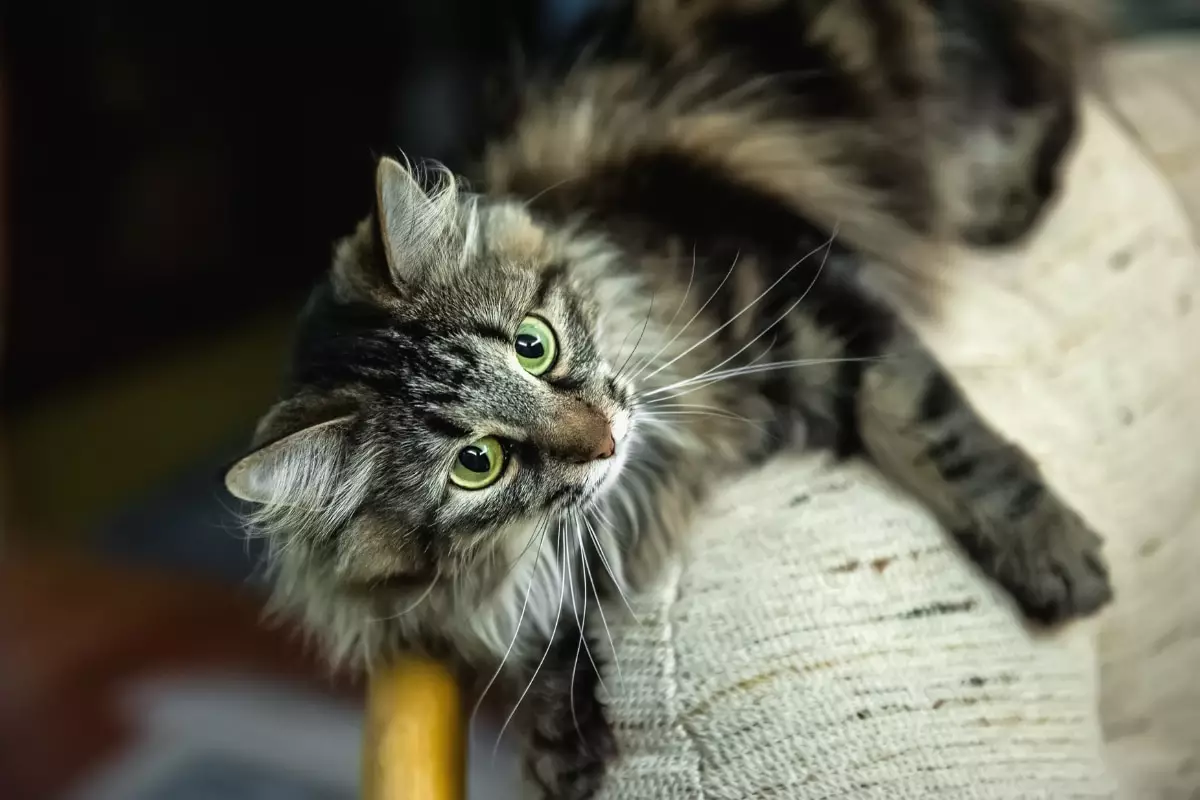 The Purring Sovereigns: Understanding the Regal Nature of Our Cats