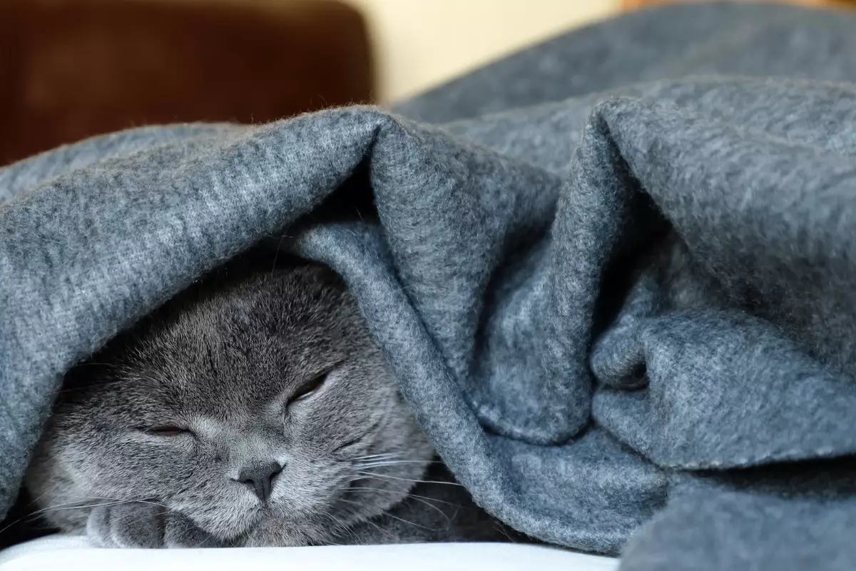 The Purrfect Art of Cat Napping: A Tribute to the Champions of Relaxation