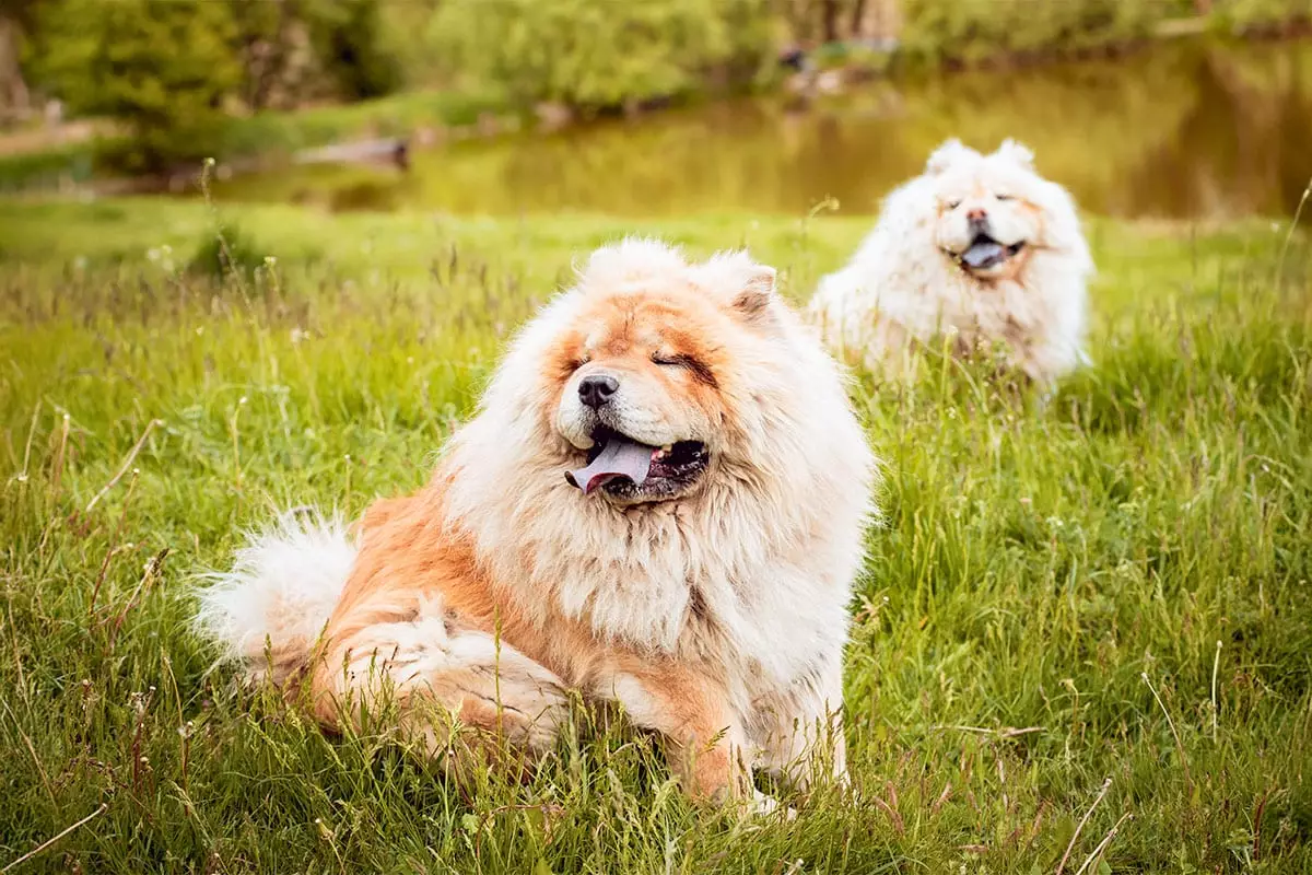 Pure Comfort: The Ultimate Soft Companion Dogs You’ll Adore