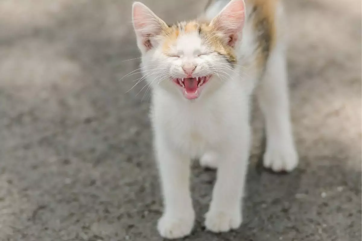Unraveling the Enigmatic Chatter of Cats: The Joyful Symphony of Meows