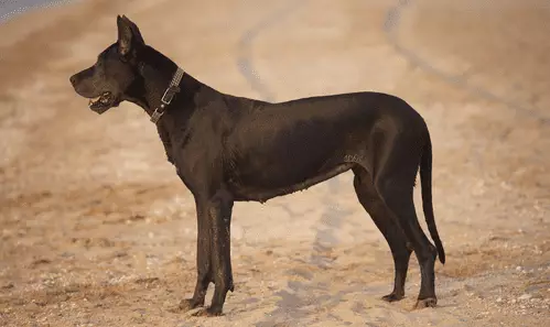 Embracing Every Moment: Understanding the Shorter Lifespans of Certain Dog Breeds