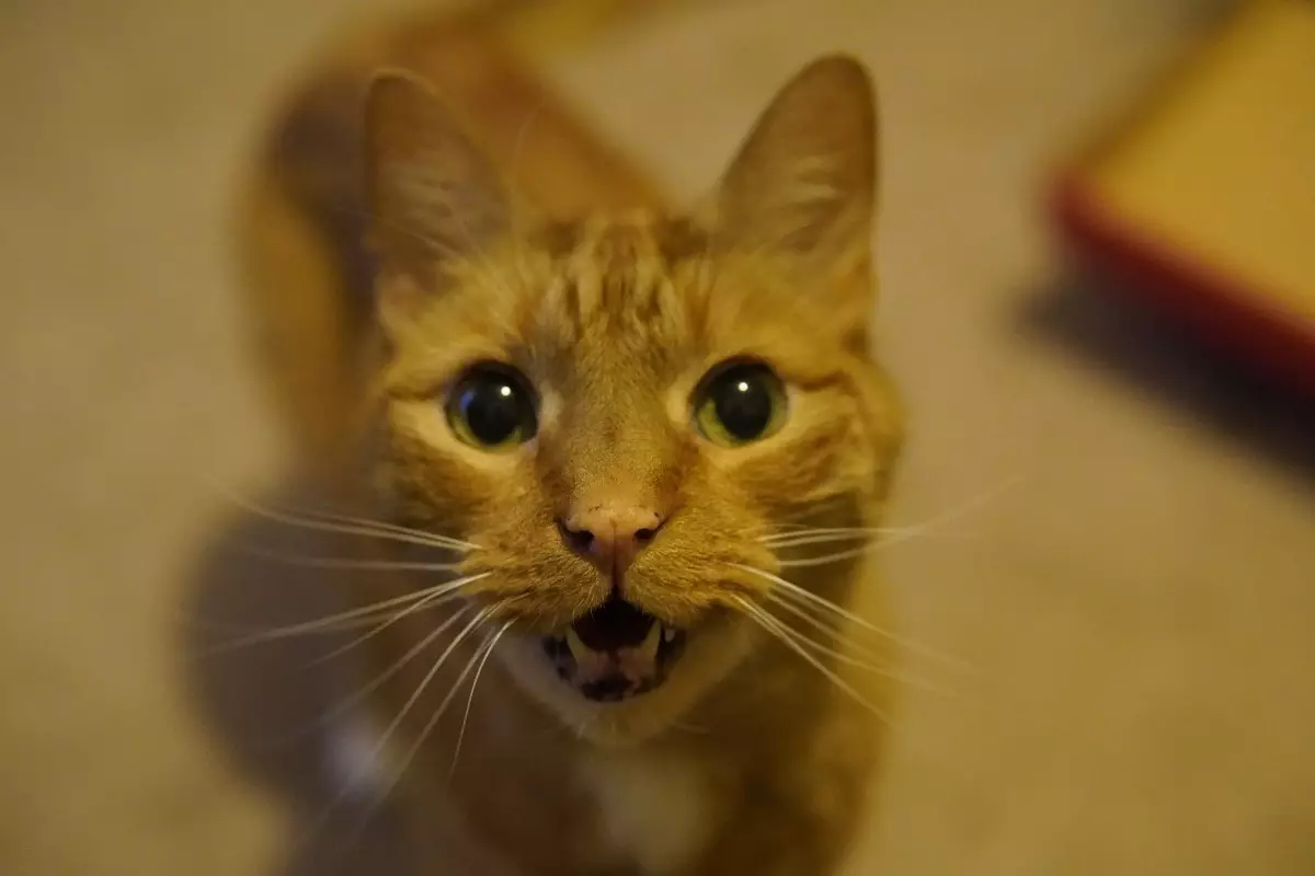 The Irresistible Charm of Cats: Masters of Distraction and Persuasion