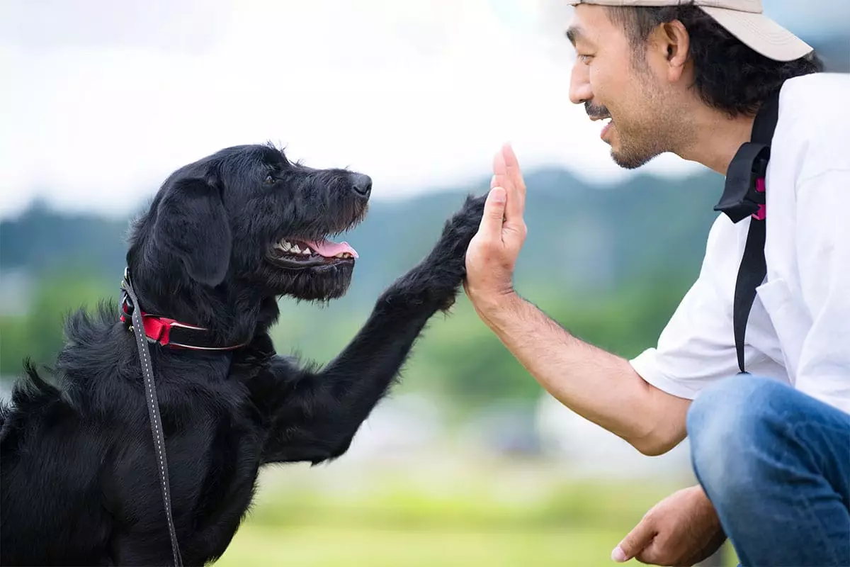 The Heartfelt Symphony of Life with a Dog