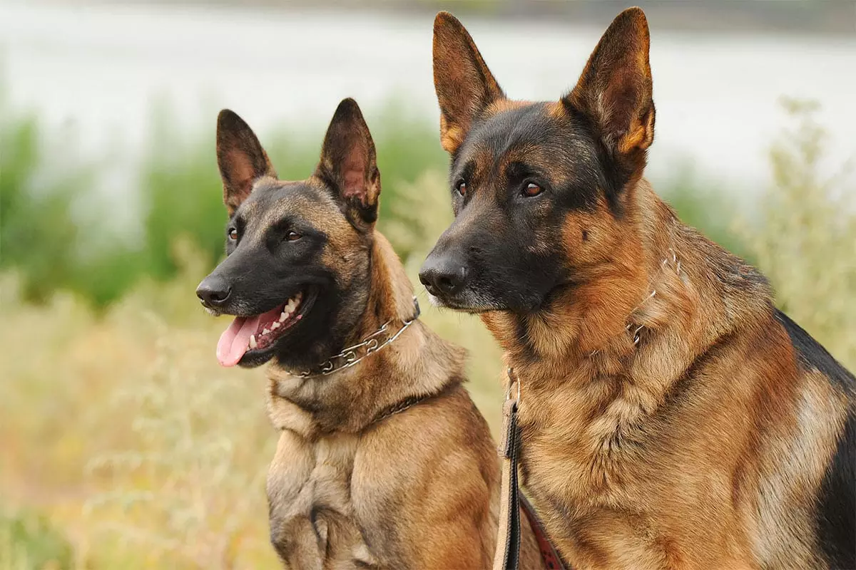 Unyielding Valor: The Brave Breeds of Working Dogs