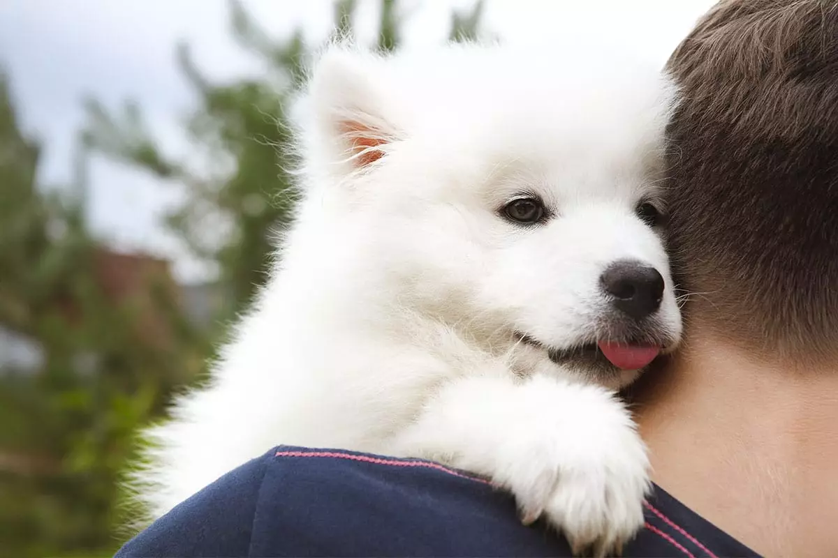 Heartwarming Canine Companions: Breeds That Redefine Affection