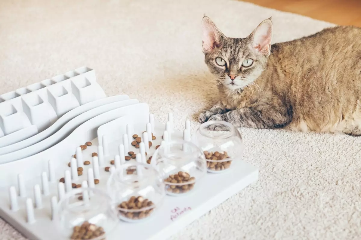 The Charming Tyranny of Cats: Why We Love Being Their Servants