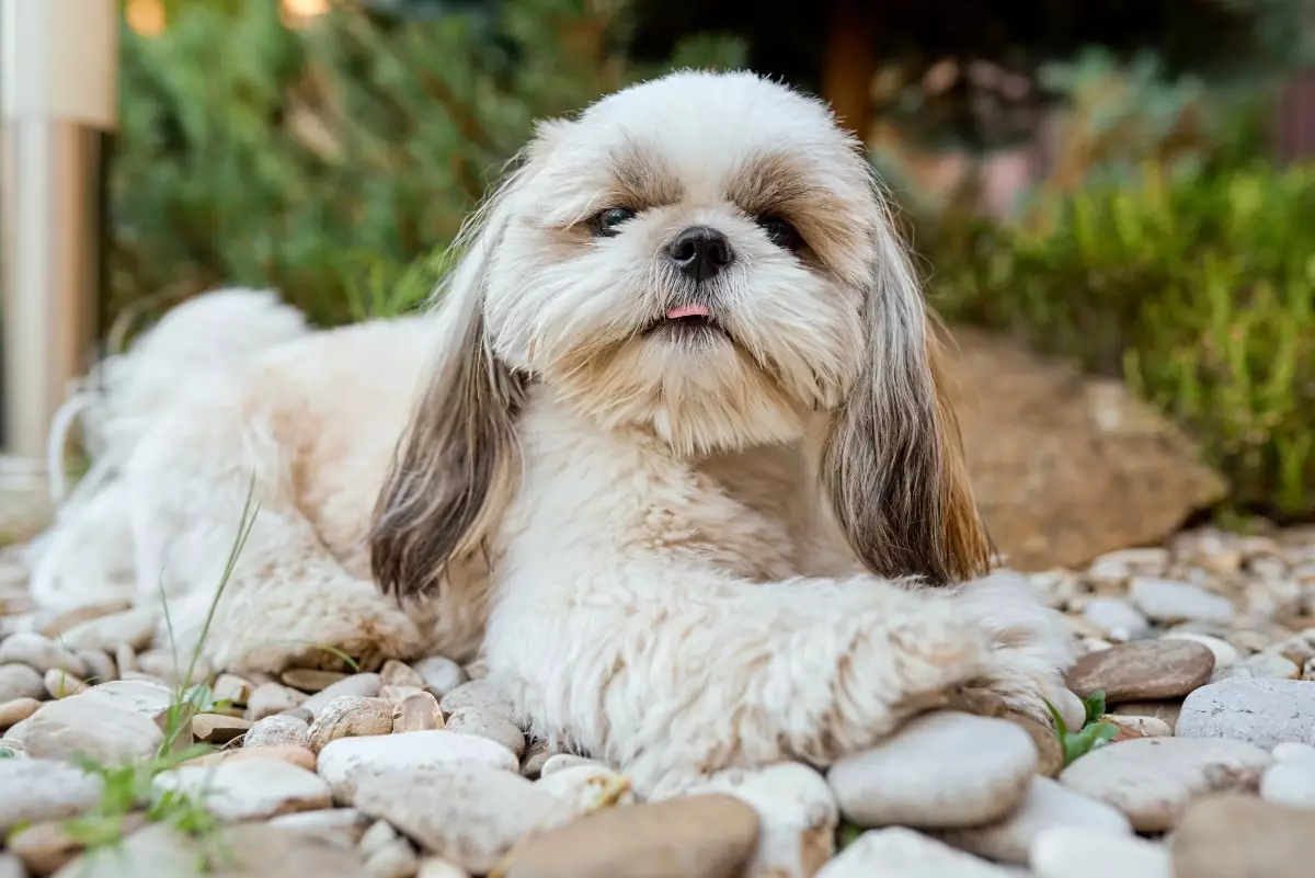 Unleashing Charm: The Irresistible Allure of Tiny Dog Breeds