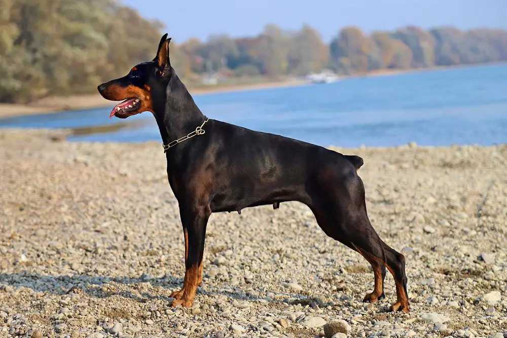 Transform Your Doberman’s Digestive Health: 5 Potent Remedies for Tummy Troubles