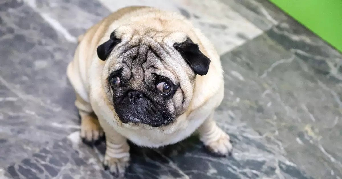 Understanding Your Dog’s Peculiar Habits: The Importance of Anal Gland Health