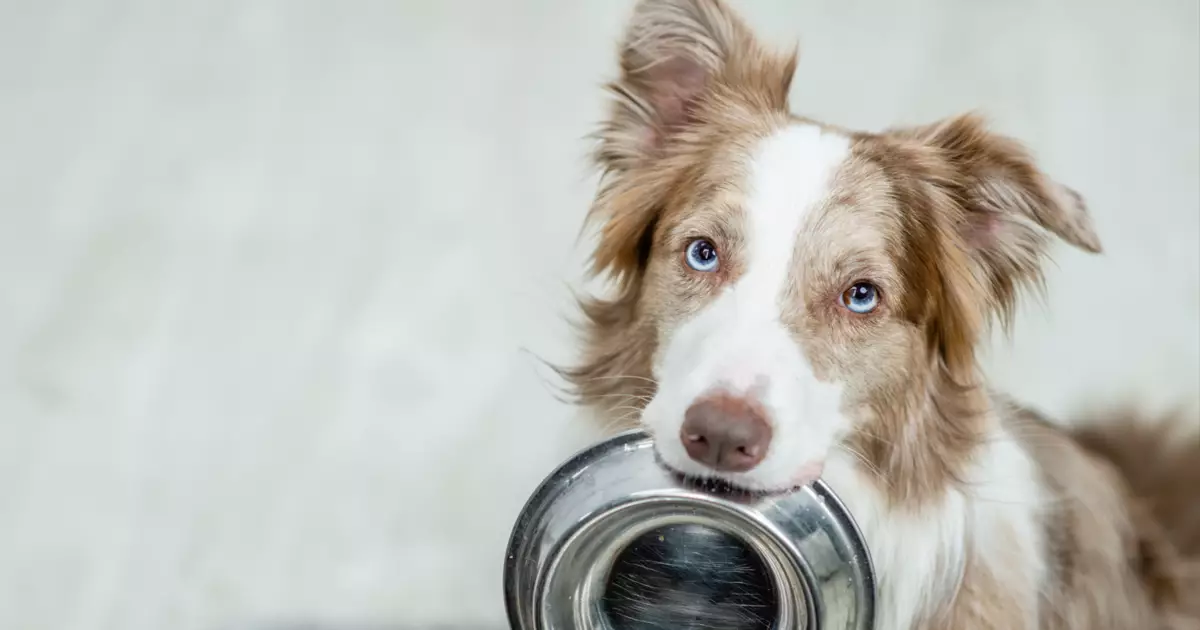 Empowering Your Diabetic Dog: Essential Dietary Strategies for a Healthier Life
