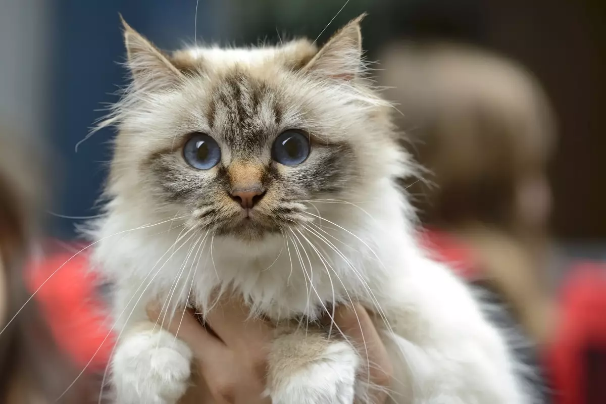 Captivated by Whiskers: The Enchantment of Cat Companionship