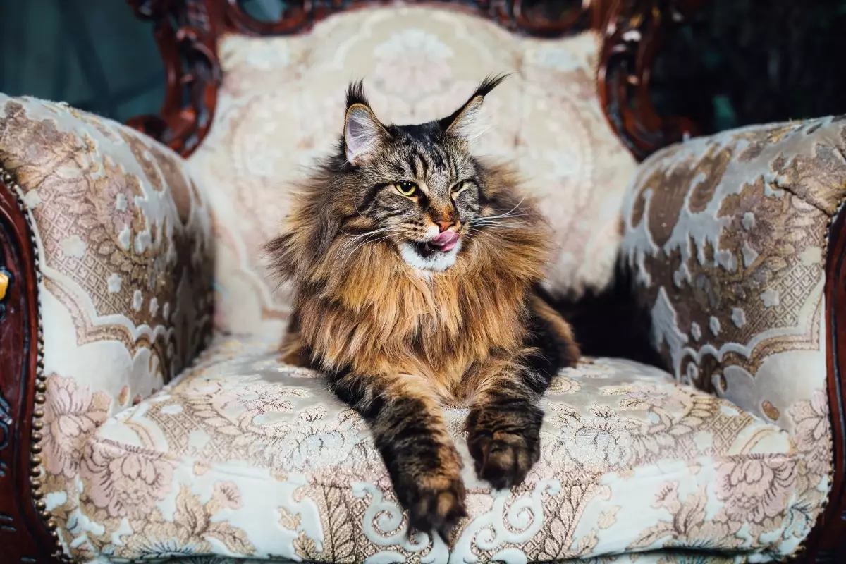Majestic Whiskers: The Royal Life of Cats