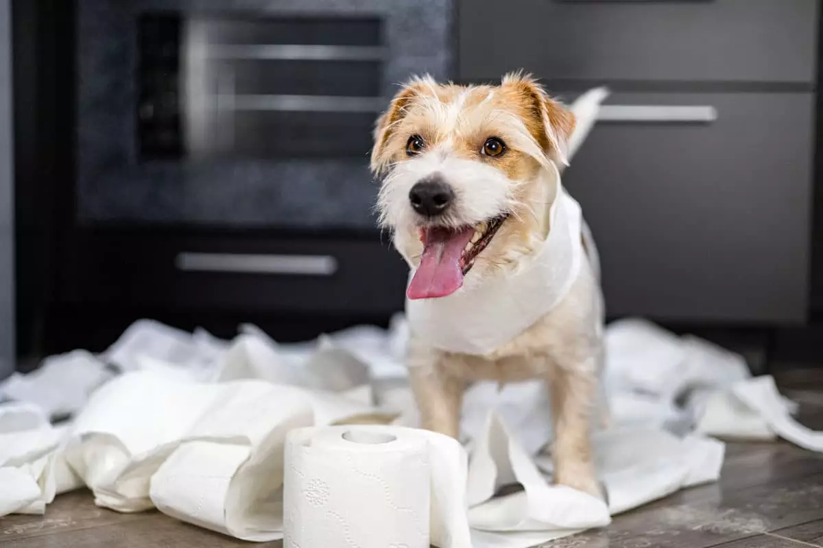 The Irresistible Food Thieves: Dogs That Know How to Score Snacks