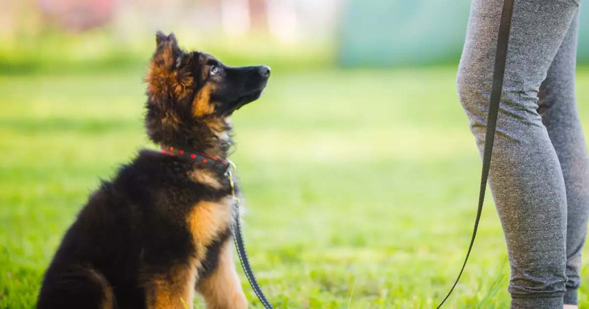 Transform Your Pup: Unleash True Potential with Online Dog Training