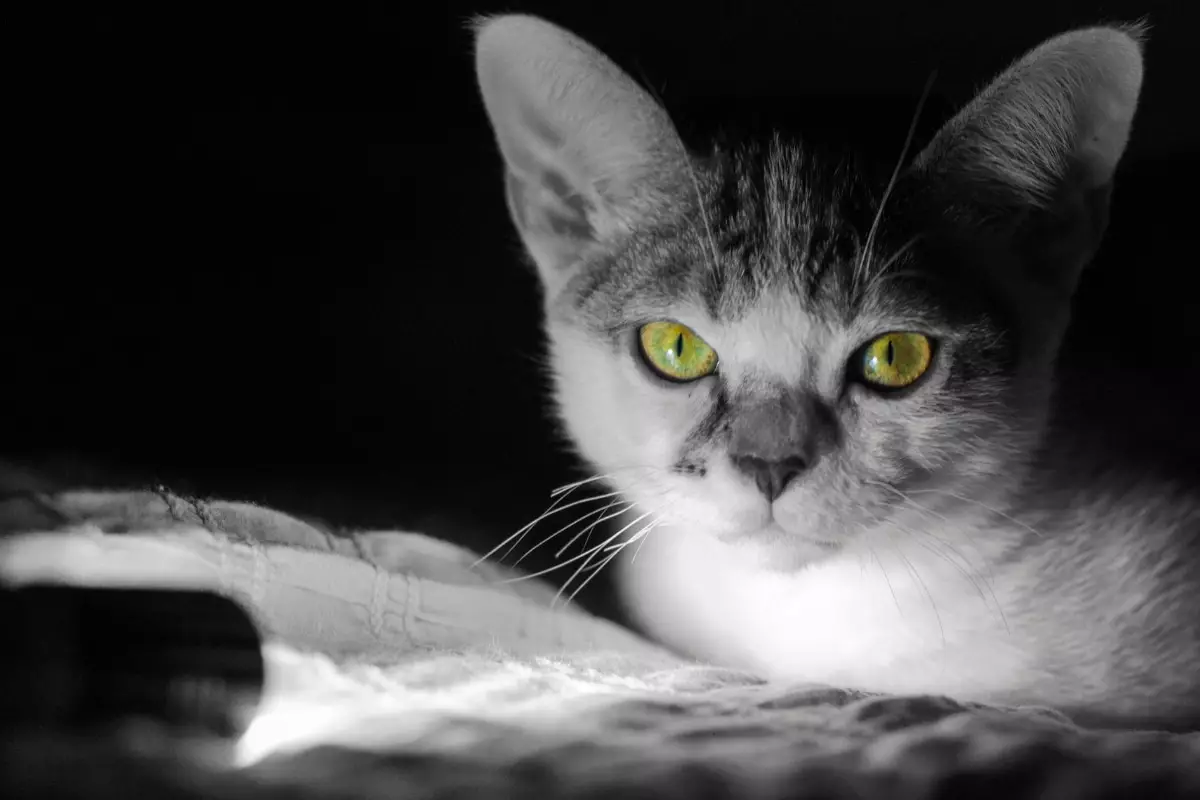The Uncontainable Feline: Insights into Door-Dominating Cat Breeds