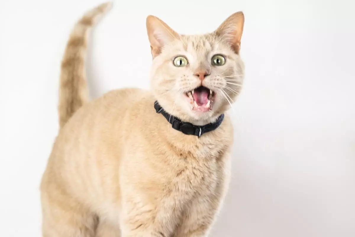 Whiskers Speak: The Delightful Dialogues of Feline Companions