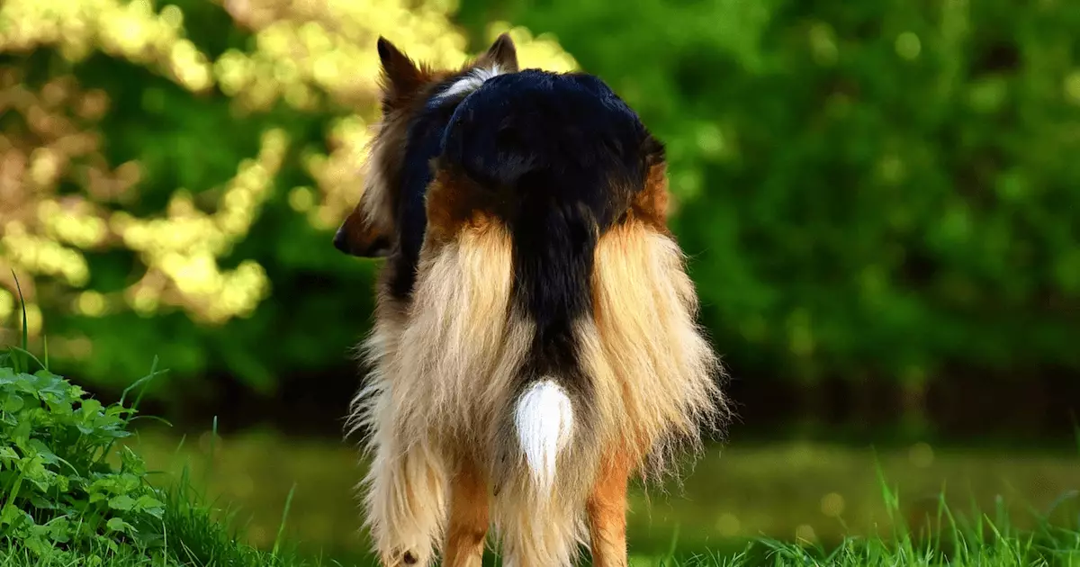 The Joys and Challenges of Grooming Long-Haired Dogs: A Guide to Keeping Your Pooch Pristine