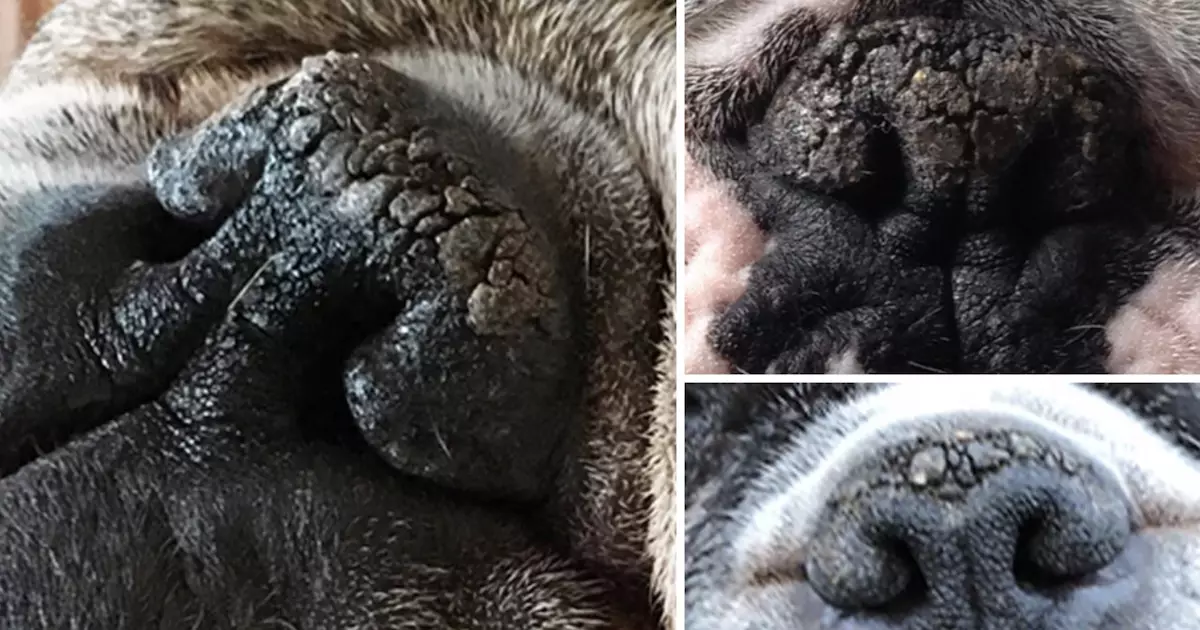 Revitalize Your Dog’s Comfort: Managing Nasal Hyperkeratosis