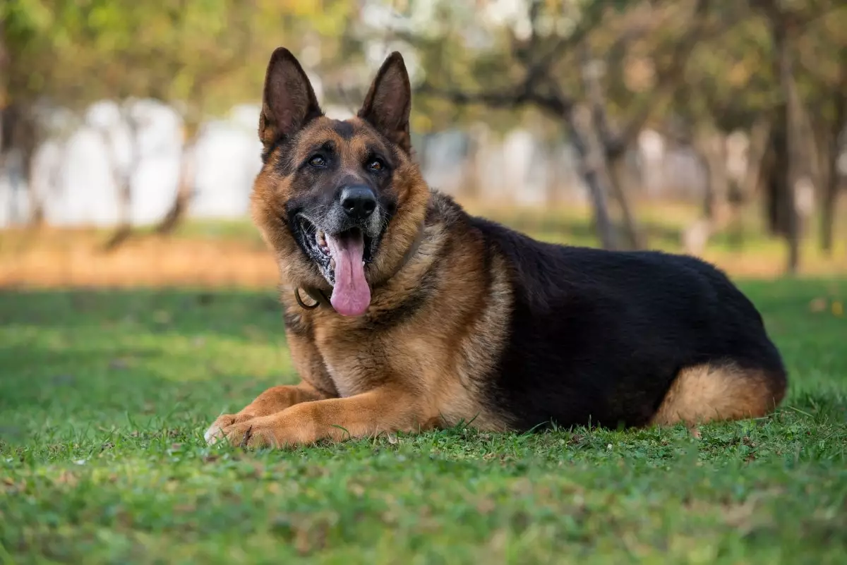 The Unbreakable Bond: Celebrating the Loyalty of Our Four-Legged Friends