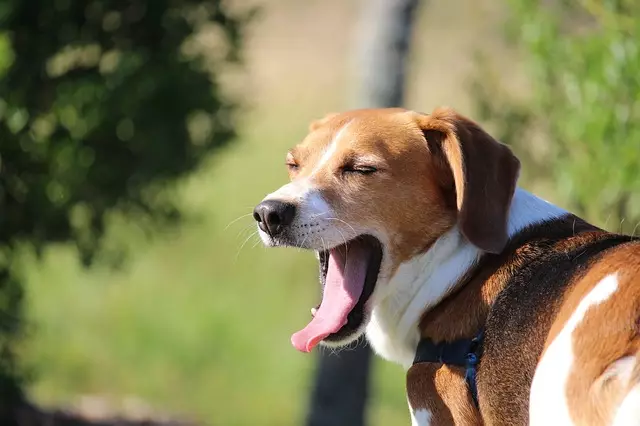 Powerful Insights Into Your Dog’s Burping: When to Worry and How to Help