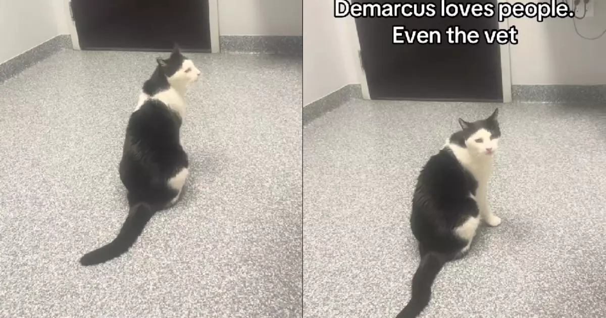 Unleashing Joy: How Some Pets Turn Vet Visits into Delightful Adventures