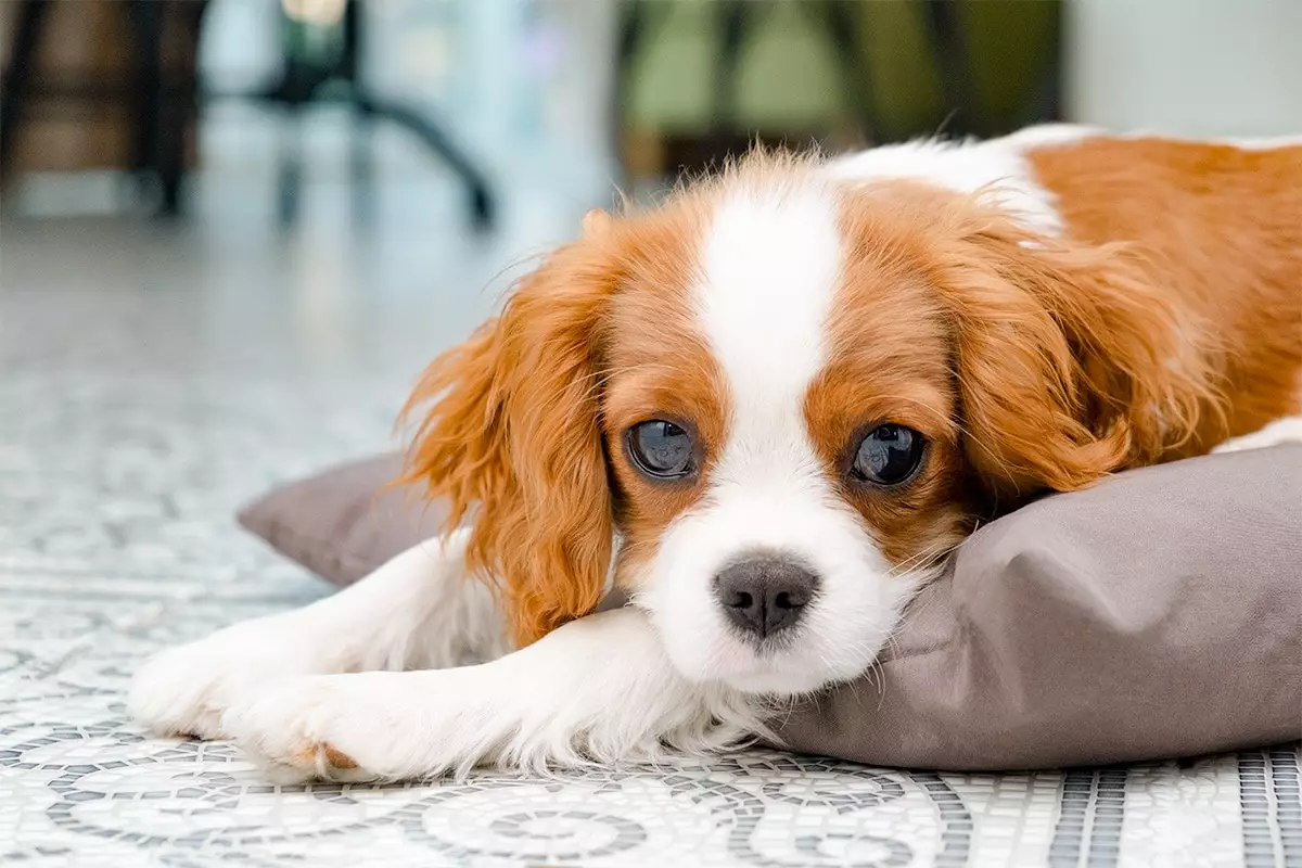 Unveiling the Sweet Serenity: Dogs Who Master the Art of Peaceful Slumber