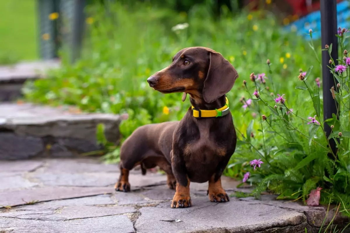 Unleashing the Powerhouses: Dogs with Unforgettable Personalities That Brighten Our Lives