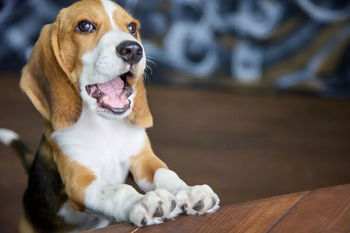 Unrivaled Devotion: How Dogs Transform Every Homecoming into a Celebration of Loyalty