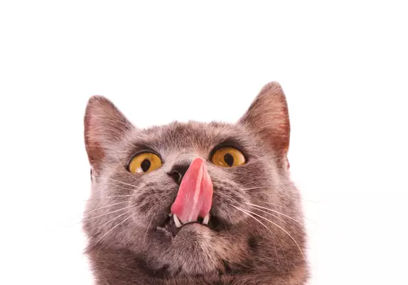 The Hidden Language of Cats: Understanding Their Deepest Bonds and Behaviors